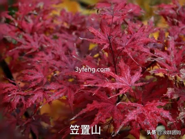 什么样的枫树填空。，什么的枫树填空词语二年级（增添了花园四季色彩之美）