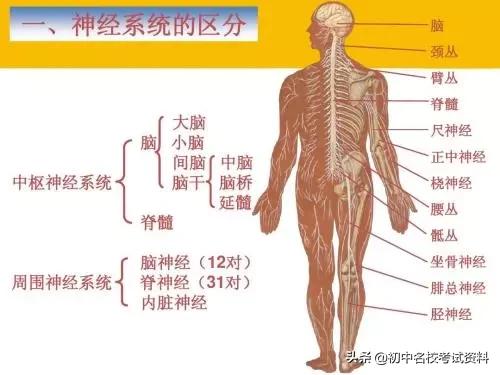 血型配对表图口诀，血型遗传规律表顺口溜（冲刺2020年中考-初中生物记忆口诀+知识点大全）