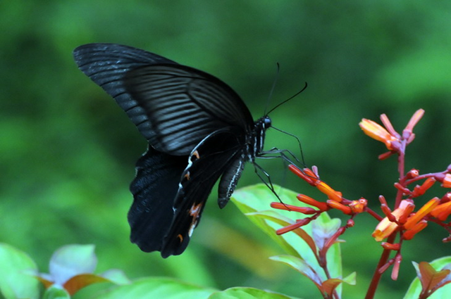 蝴蝶生活习性，蝴蝶王国（蝴蝶的生活环境和特点）