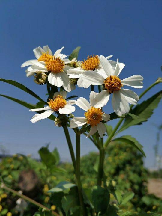 格桑花是什么意思，格桑花是什么意思代表什么（明明那么眼熟的路边花）