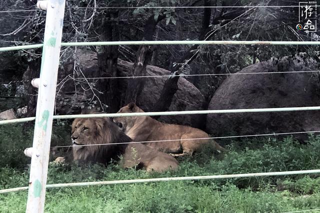 八达岭野生动物园攻略，八达岭野生动物世界景点介绍（北京八达岭野生动物园）