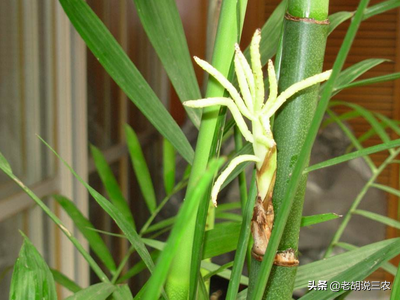 家里的竹子开花说明什么 风水怎么样，家里的竹子开花说明什么（农村俗语：“竹子开花）