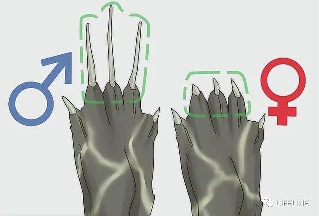 东锦龟怎样饲养，东锦龟的养殖（龟界传说级别的抗冻神仙）