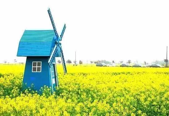 油菜花开的季节，适合家庭室内养的花与绿植（2019年全国油菜花开放时间表）