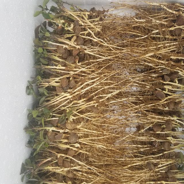 油茶树嫁接的技术具体有哪些，油茶芽苗嫁接主要采用什么嫁接方法（油茶芽苗砧嫁接苗培育技术及影响造林成活率的技术要点）