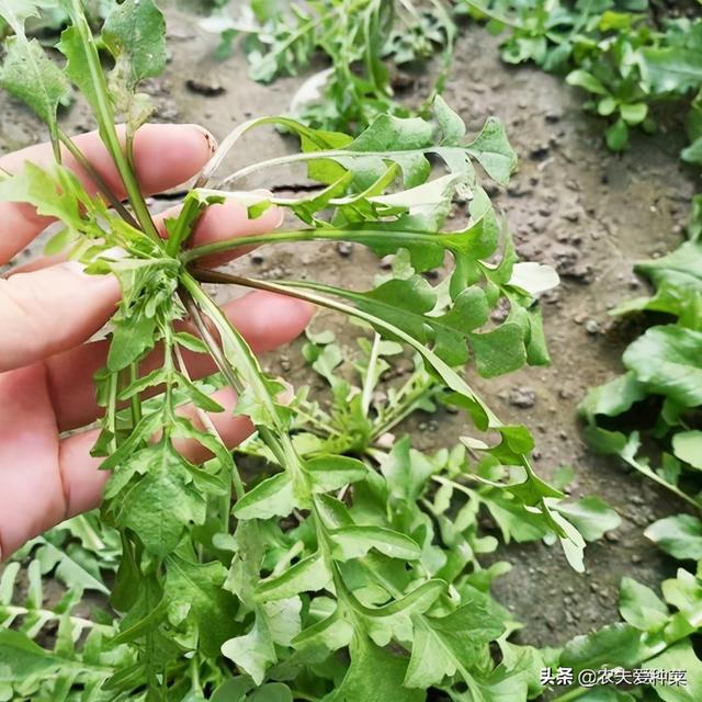 地菜和荠菜是一样的吗，荠菜是地菜吗（路旁野生“地菜”）