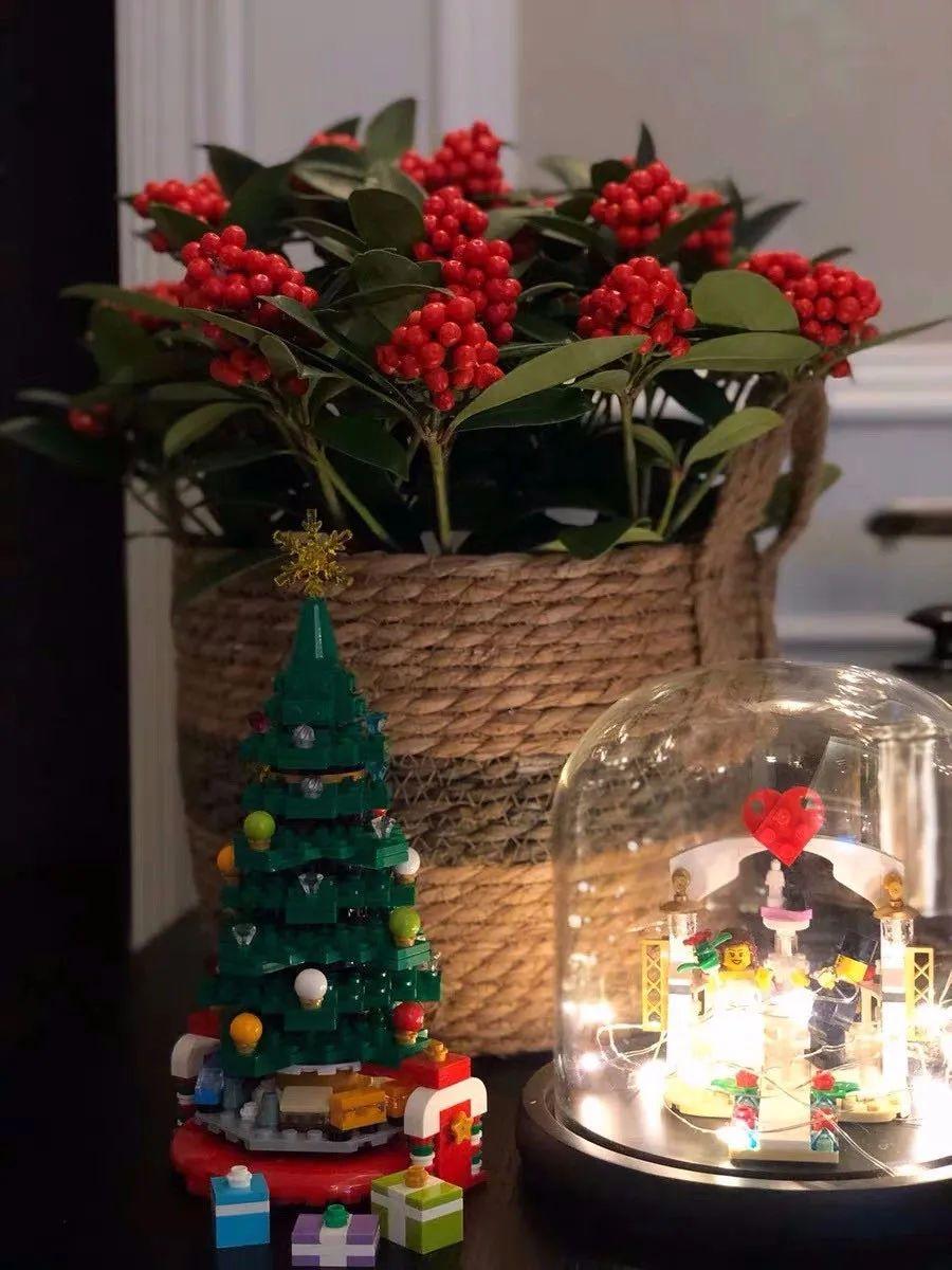 珊瑚豆的养殖方法和注意事项，珊瑚豆的养殖方法生长期每月施一次氮肥（7月在家养盆“吉祥果”）