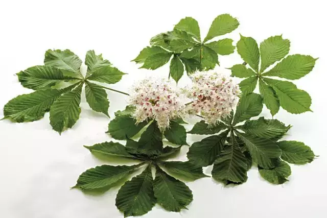 各种花开放的时间（100种常见花的花开时间附图）