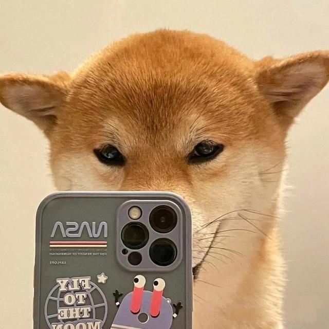 可爱的狗子图片，可爱狗子头像微信（狗狗憨憨头像‖好可爱啊）