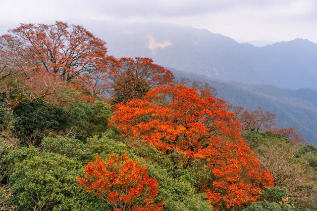 梵净山在哪里呢，梵净山在哪里个省哪个市（北半球最古老的生态乐园）