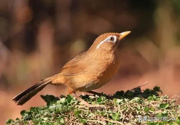 什么是农转用指标农保调整，农转用指标是什么意思（画眉鸟比较常见的几种病症介绍及治疗方式）