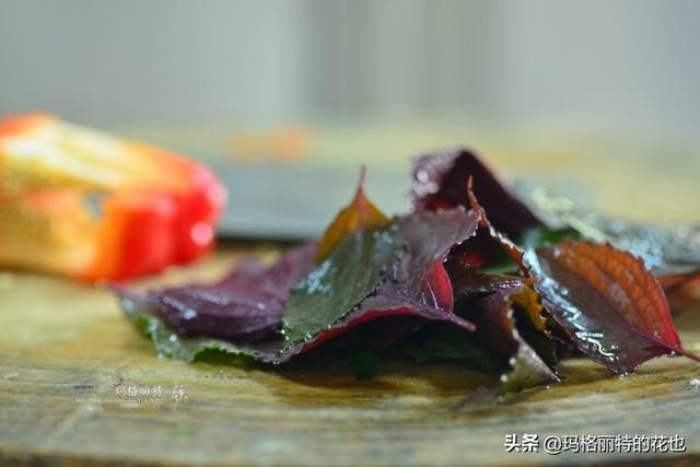 薰衣草如何过冬，薰衣草怎样过冬（西餐料理中常见的几种香草）