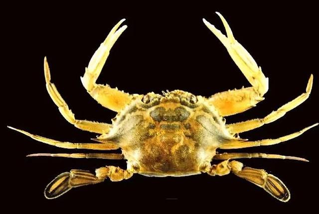 梭子是什么样的，梭子是啥玩意儿（生物相册•散落全世界的远亲）