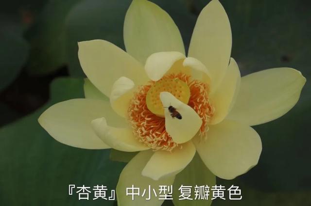 海尔芙拉的花期，海尔芙拉花苞（最能代表夏天的植物——碗莲、睡莲）