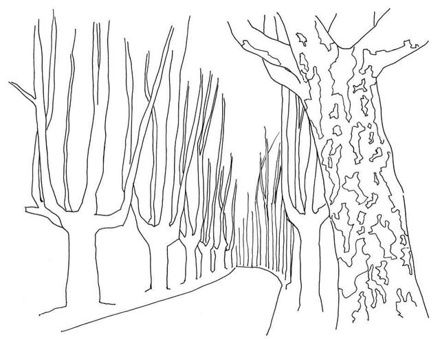 小树简笔画怎么画，小树的简笔画怎么画（教你三种常见树木画法）