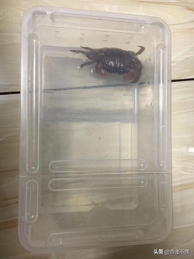小螃蟹吃什么食物，家养小螃蟹吃什么食物（给闺女买的新宠物）