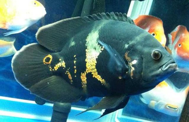 地图鱼能长多大，地图鱼生长期是多久（能把地图鱼养出病来养到拒食）