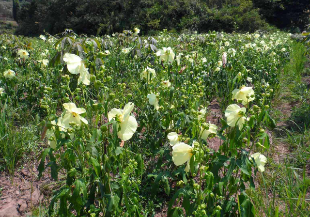 金花葵的养殖方法，金花葵的养殖方法视频（农民教你种植清热凉血、消炎镇痛的金花葵）