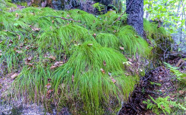 东北乌拉草！，东北乌拉草图片（东北三宝之一的乌拉草）