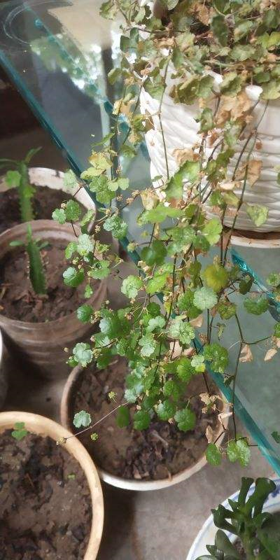 天胡荽，她家兰花盆里咋种一堆“香菜”（天胡荽怎么读）