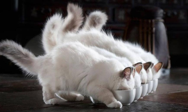 性价比高的猫粮，又便宜又好的猫粮排名前十（猫粮良心推荐，6款性价比好粮）