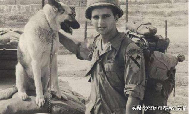 日军与德军哪个更恶毒，日军怕德军吗（为啥战争中常常用狗做间谍）