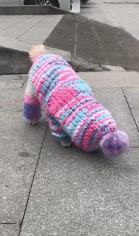 迷你杜宾犬怎么养，迷你杜宾犬养殖基地在哪里（主人记得给它们穿多点衣服）