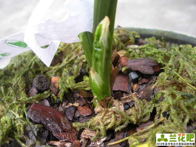 兰花中国龙怎么养殖方法和注意事项,兰花中国龙的养殖技术(水晶艺兰花
