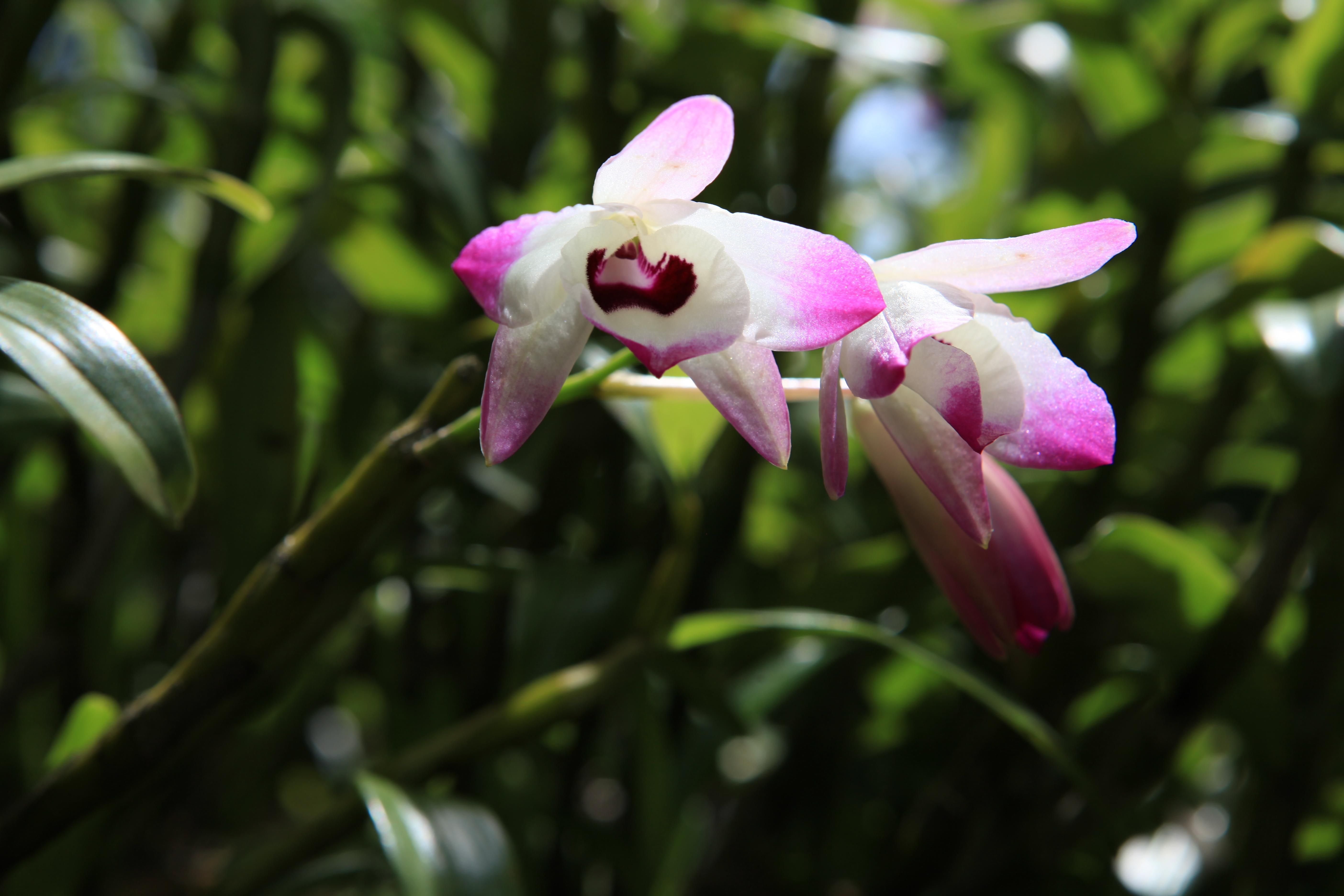 铁皮石斛和金钗石斛功能是一样吗(铁皮石斛和金钗石斛的功效有什么