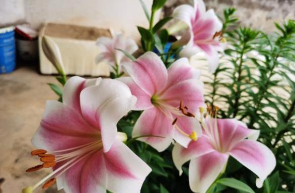 百合花开完花后植株如何处理，百合开完花后怎么处理（开完花的百合花别扔）