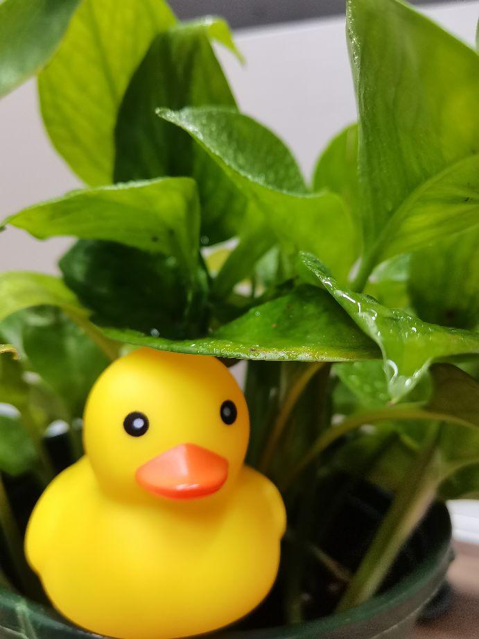 如何关闭花呗功能（支付宝关闭花呗功能）