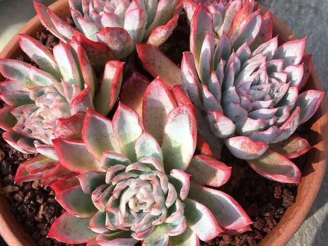 queen♛微信昵称（女王）网名，queen♛微信昵称（女王）微信昵称（多肉界的七大“女王”）