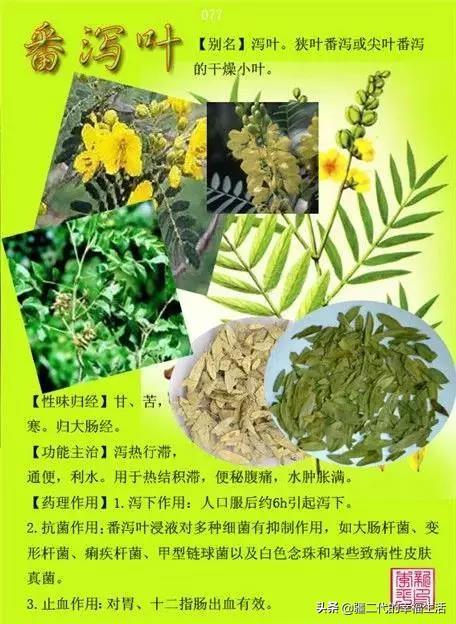 常见中草药图谱，中草药经典图谱（让你知道常用药都长啥样）