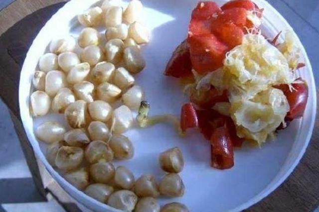 君子兰种子怎么种，君子兰种子种植方法（5个步骤就能长出小苗）