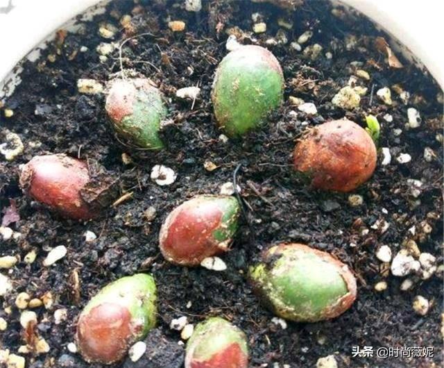 菠萝蜜种子怎么吃，菠萝蜜籽怎么吃（吃菠萝蜜留下“籽”）