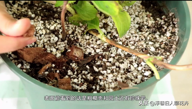 菜籽饼绝密配方，菜籽饼菜籽饼（养绣球要学会这种配土方法）