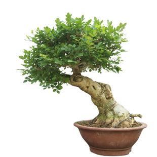 白蜡树介绍及白蜡树盆景养护注意事项，白蜡树的养殖方法及注意事项（中国特有的白蜡树）