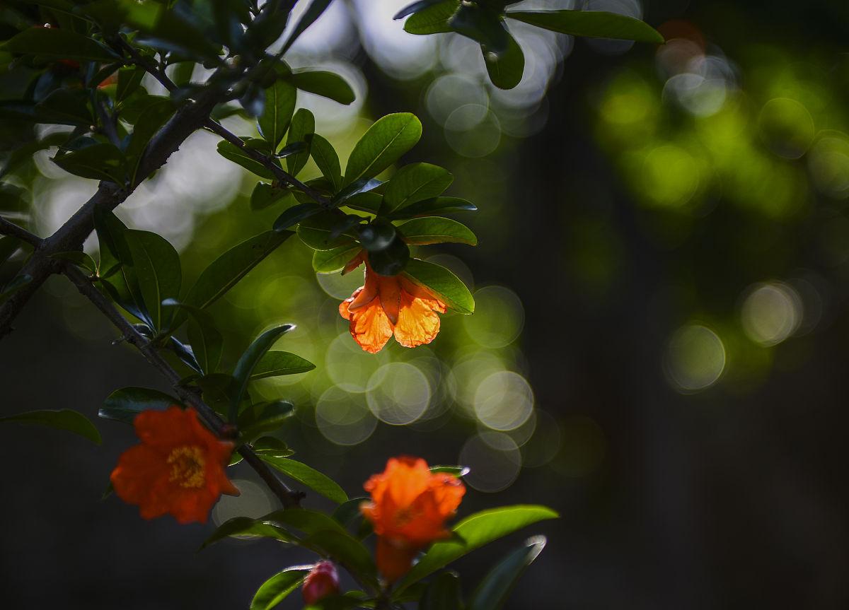 石榴树怎样剪枝，石榴树的剪枝方法（掌握4点方法，株型漂亮结果多）