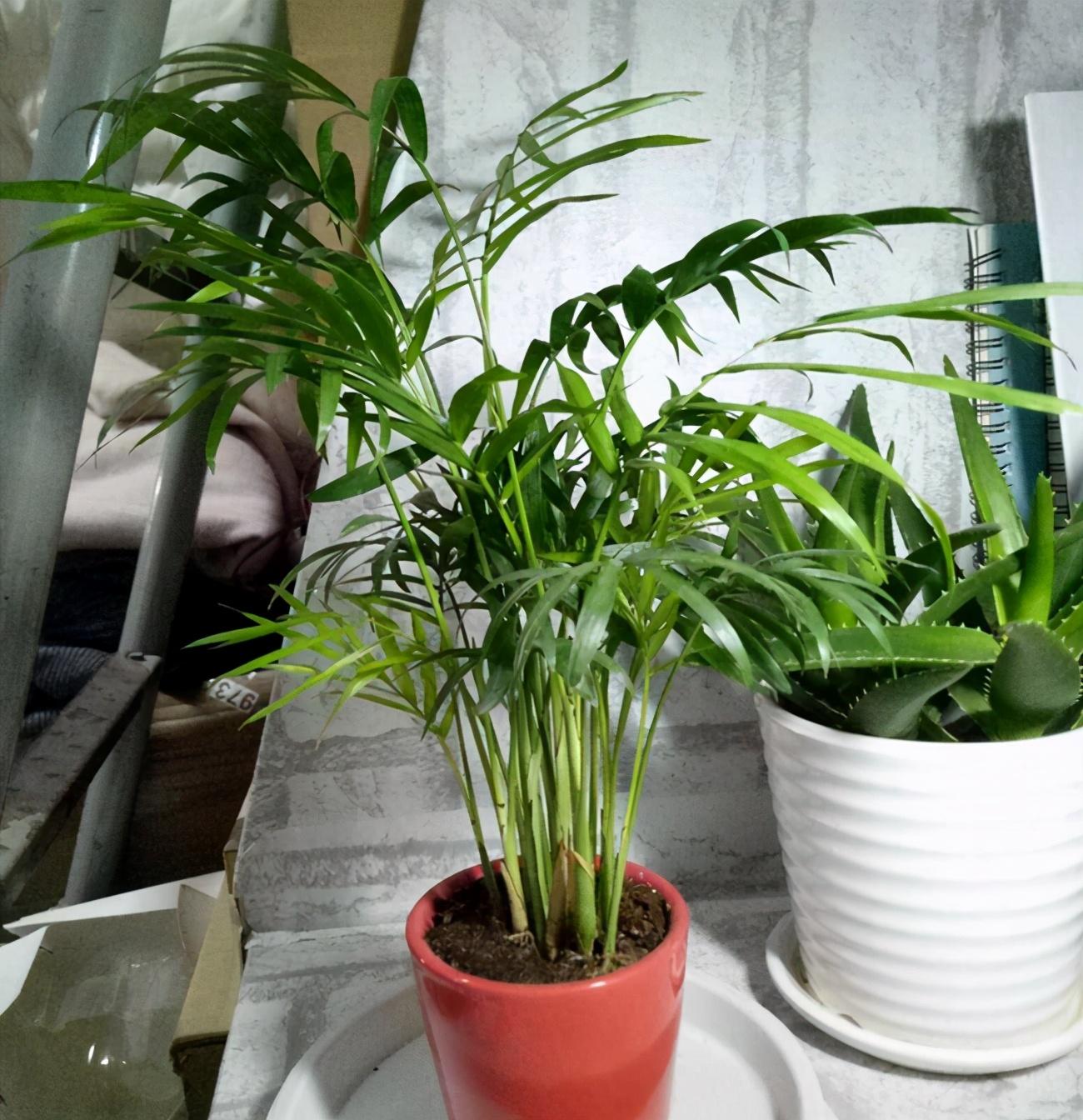 袖珍椰子，袖珍椰子绿油油的（袖珍椰子夏天多久浇一次水）