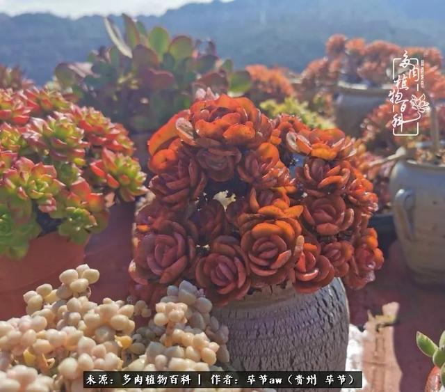 晴天橙子可爱头像微信，晴天橙子可爱头像（有多少次的会心一笑，全因多肉）