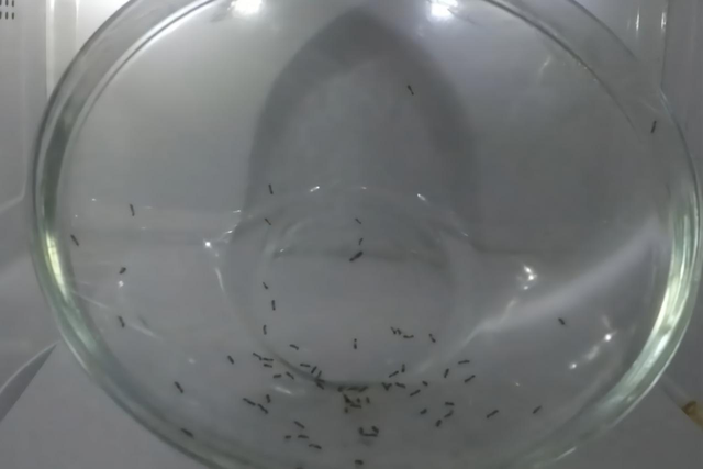 收音机原理，矿石收音机原理（因巧克力发明了微波炉）