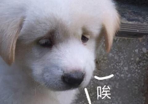 qq代理服务器下载，上网代理 安全产品（无数人用了20年的下片工具）