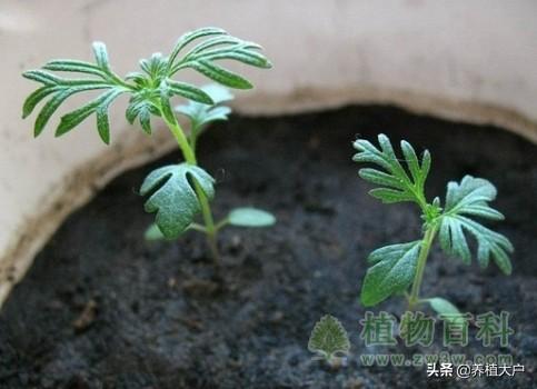 波斯菊要怎么种，波斯菊要怎么种植和养护（波斯菊最全的种植方法和注意事项）