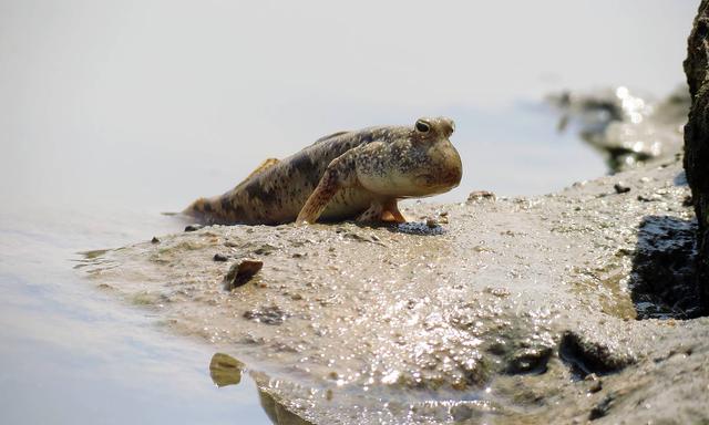 跳跳鱼的做法,跳跳鱼怎么做好吃(弹涂鱼,会蹦跳的可口滋味)