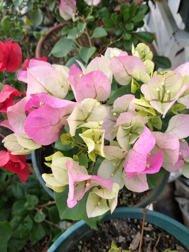 三角梅冬天落叶吗，三角梅冬天落叶怎么办（三角梅冬季落叶落花）