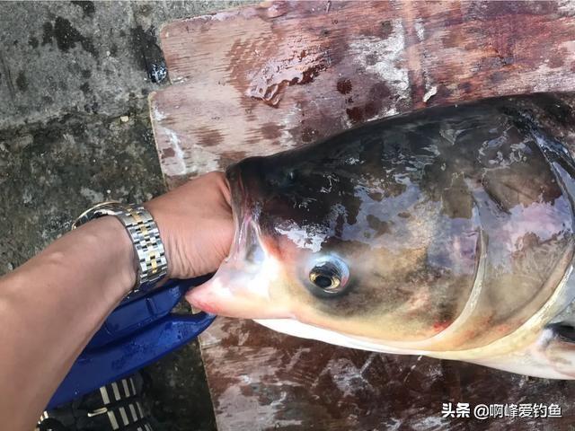 掌握鲢鳙垂钓技巧：选饵、调漂、抓口，轻松提升上鱼率，享受高效钓鱼乐趣