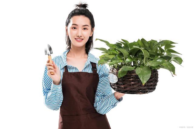 水培绿萝如何施肥及修剪，水培绿萝如何施肥及修剪方法（按照3个方法来养水培绿萝）