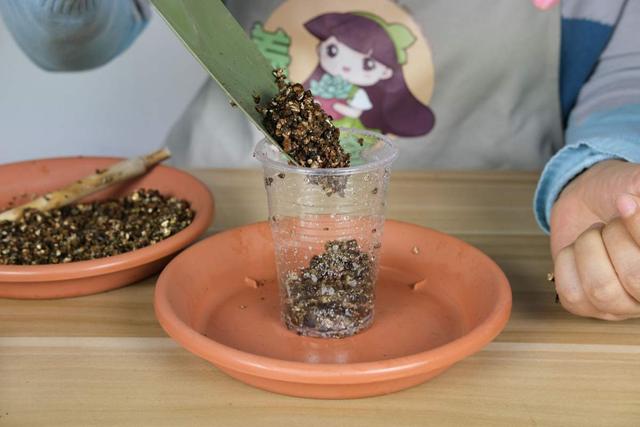 扦插的原理和特点有哪些，扦插的基本原理（教你两招扦插方法）