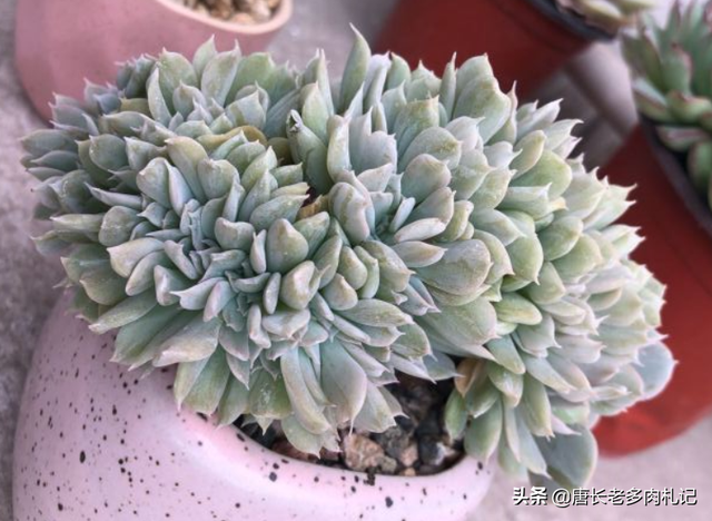 特玉莲的养殖方法，特玉莲怎么种植（多肉植物特玉莲用深盆还是浅盆栽种比较好）