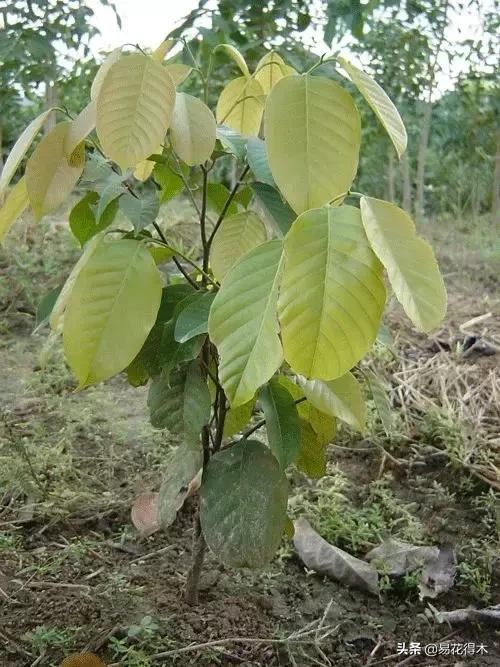 关于坡垒介绍，水坡垒和油坡垒有什么区别（国家一级濒危珍稀植物：坡垒）